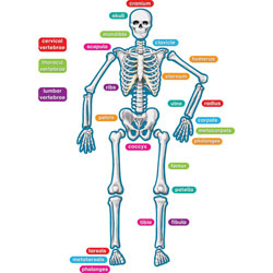 Teacher Created Resources Human Skeleton Magnetic Accents, 40 Pieces